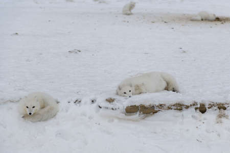 Pack of arctic foxes (Vulpes Lagopus) in Wilde tundra.の写真素材