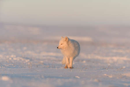 Arctic fox (Vulpes Lagopus) in wild tundra at sunset time. Golden hour.の写真素材