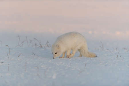 Arctic fox (Vulpes Lagopus) in wild tundra at sunset time. Golden hour.の写真素材