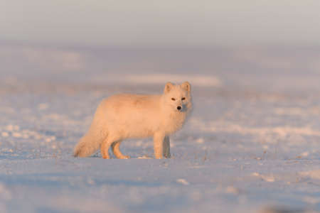 Arctic fox (Vulpes Lagopus) in wild tundra at sunset time. Golden hour.の写真素材