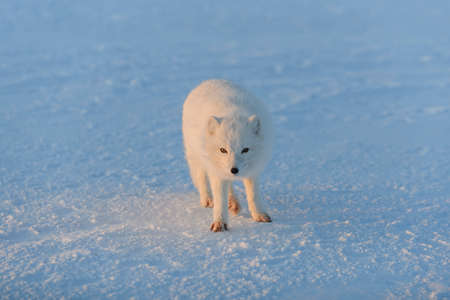 Arctic fox (Vulpes Lagopus) in wild tundra at sunset time. Golden hour.の写真素材