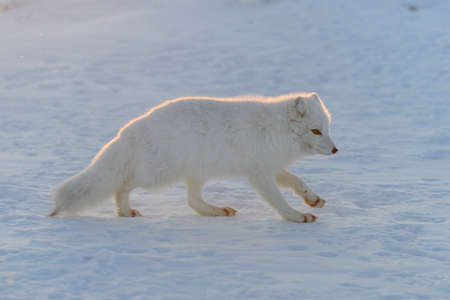 Arctic fox (Vulpes Lagopus) in wild tundra at sunset time. Golden hour.の写真素材