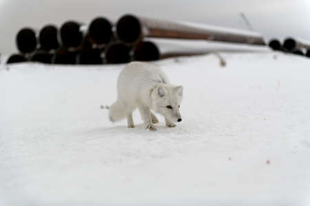 Wild arctic fox with plastic on his neck in winter tundraの写真素材
