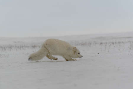 Wild arctic fox (Vulpes Lagopus) in tundra in winter time.の写真素材