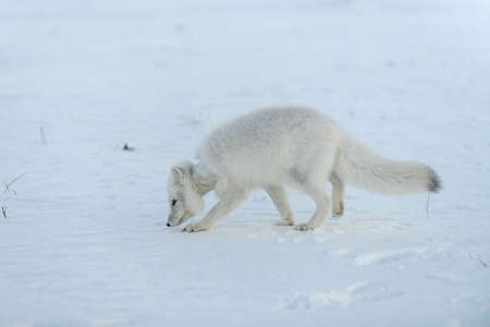 Wild arctic fox with plastic on his neck in winter tundra. Ecology problem. Plastic pollution.の写真素材