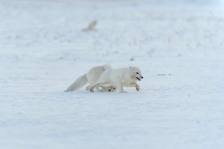 Wild arctic foxes fighting in tundra in winter time. White arctic fox aggressive.の写真素材