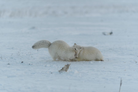 Wild arctic foxes fighting in tundra in winter time. White arctic fox aggressive.の写真素材