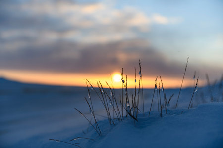 Arctic landscape in winter time. Grass with ice and snow in tundra. Sunset.の写真素材