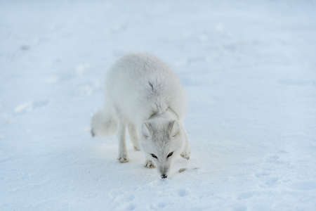 Wild arctic fox with plastic on his neck in winter tundra. Ecology problem. Plastic pollution.の写真素材