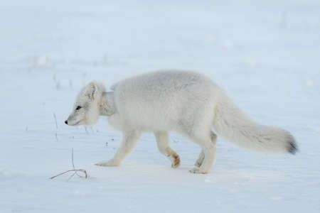 Wild arctic fox with plastic on his neck in winter tundra. Ecology problem. Plastic pollution.の写真素材