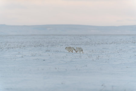 Wild arctic fox (Vulpes Lagopus) in tundra in winter time. White arctic fox.の写真素材