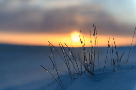 Arctic landscape in winter time. Grass with ice and snow in tundra. Sunset.の写真素材