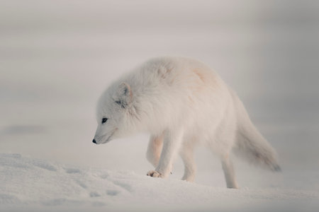 Wild arctic fox (Vulpes Lagopus) in tundra in winter time. White arctic fox.の写真素材