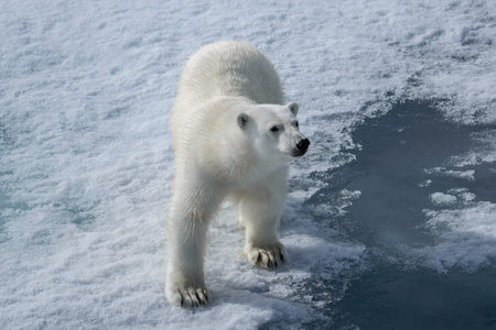 Wild polar bear on pack ice in Arcticの写真素材