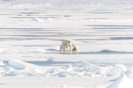 Polar bear mother (Ursus maritimus) and twin cubs on the pack ice, north of Svalbard Arctic Norwayの写真素材