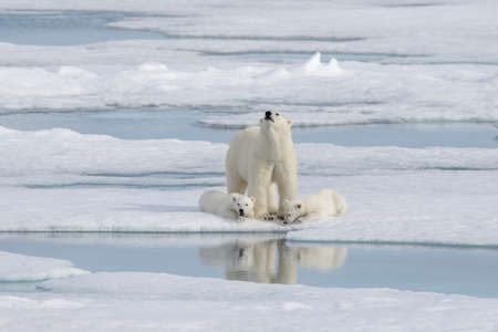 Wild polar bear (Ursus maritimus) mother and cub on the pack iceの写真素材