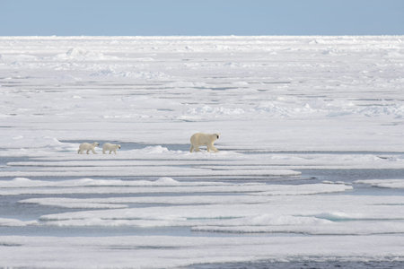 Wild polar bear (Ursus maritimus) mother and cub on the pack iceの写真素材