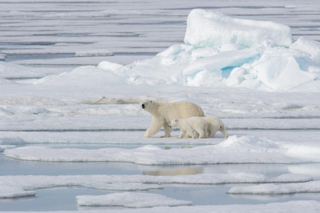 Wild polar bear (Ursus maritimus) mother and cub on the pack ice