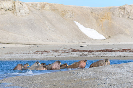 Group of walrus resting on the shore of Arctic sea.の写真素材