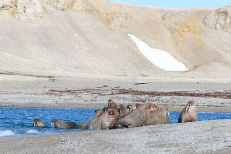 Group of walrus resting on the shore of Arctic sea.の写真素材