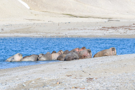 Walrus family lying on the shore. arctic landscape.の写真素材