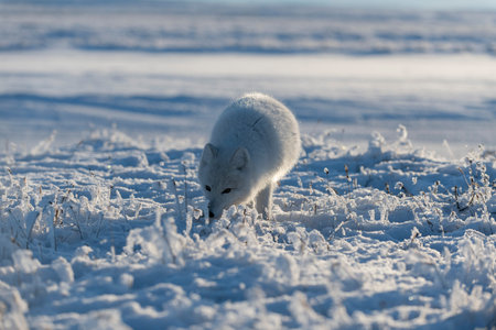 Wild arctic fox (Vulpes Lagopus) in tundra in winter time. white arctic fox.