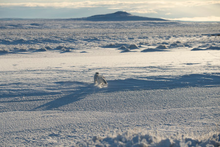 Two arctic foxes (Vulpes Lagopus) in wilde tundra. arctic fox playing.