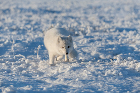 Wild arctic fox (Vulpes Lagopus) in tundra in winter time. white arctic fox.
