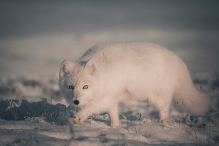 Wild arctic fox (Vulpes Lagopus) in tundra in winter time. white arctic fox.