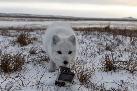 Arctic fox in winter time in tundra looking to action camera.の写真素材