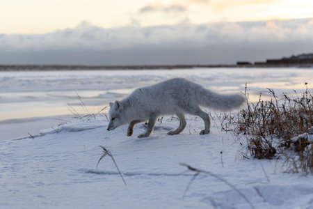 Arctic fox in winter time in Siberian tundraの写真素材