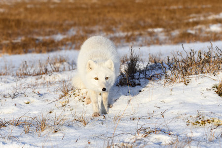 Arctic fox (Vulpes Lagopus) in winter time in Siberian tundra