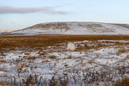 Arctic fox (Vulpes Lagopus) in winter time in Siberian tundraの写真素材