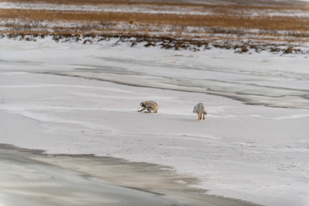 Two arctic foxes (Vulpes Lagopus) in wilde tundra. Arctic fox on the beach.