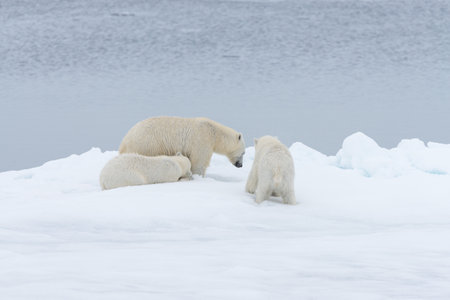 Polar bear (Ursus maritimus) mother and twin cubs on the pack ice, north of Svalbard Arctic Norwayの写真素材