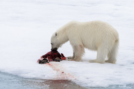 Polar bear eating seal on pack iceの写真素材