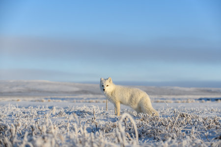 Arctic fox (Vulpes Lagopus) in wilde tundra. Arctic fox standing.の写真素材