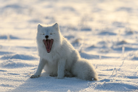Arctic fox (Vulpes Lagopus) in wilde tundra. Arctic fox yawning.の写真素材