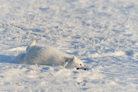 Wild arctic fox (Vulpes Lagopus) in tundra in winter time. White arctic fox lying. Sleeping in tundra.の写真素材