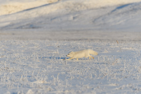Wild arctic fox (Vulpes Lagopus) in tundra in winter time. White arctic fox running.の写真素材