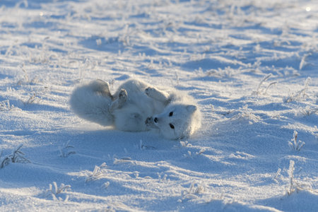 Wild arctic fox lying in tundra in winter time. Funny arctic fox playing.の写真素材