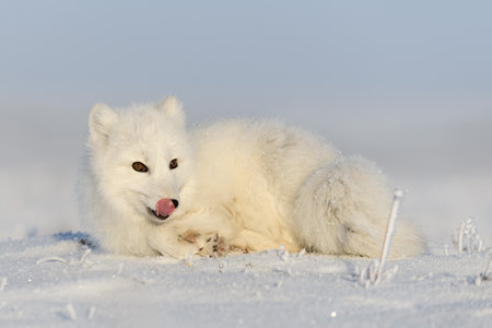 Wild arctic fox (Vulpes Lagopus) in tundra in winter time. White arctic fox lying. Sleeping in tundra.の写真素材