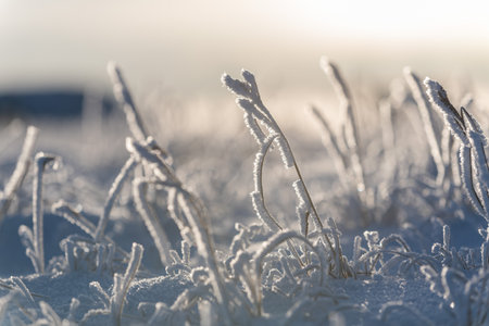 Arctic landscape in winter time. Grass with ice in tundra.の写真素材