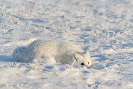 Wild arctic fox (Vulpes Lagopus) in tundra in winter time. White arctic fox lying. Sleeping in tundra.の写真素材
