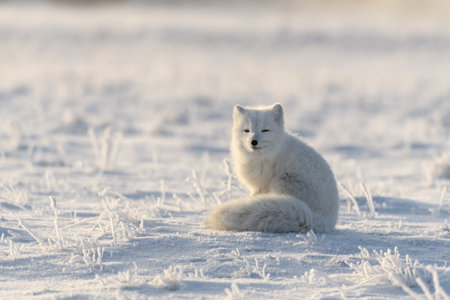 Wild arctic fox (Vulpes Lagopus) in tundra in winter time. White arctic fox sitting.の写真素材
