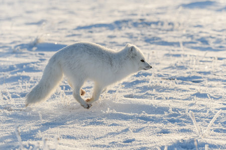 Wild arctic fox (Vulpes Lagopus) in tundra in winter time. White arctic fox running.の写真素材