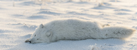 Wild arctic fox (Vulpes Lagopus) in tundra in winter time. White arctic fox lying. Sleeping in tundra.の写真素材