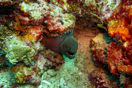 Moray Eel in the coral reef of Maldives island. Tropical and coral sea wildelife. Beautiful underwater world. Underwater photography.の写真素材