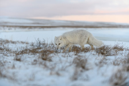 Arctic fox in winter time in Siberian tundra.の写真素材