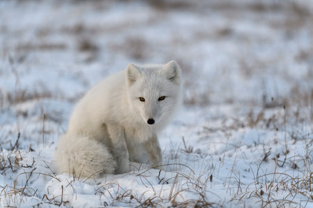 Arctic fox in winter time in Siberian tundra.の写真素材